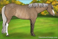 Horse Color:Silver Buckskin Rabicano