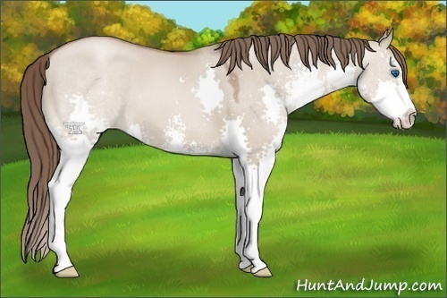 Horse Color:Grullo Pearl Sabino Splash 