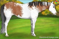 Horse Color:White Spotted Bay Splash