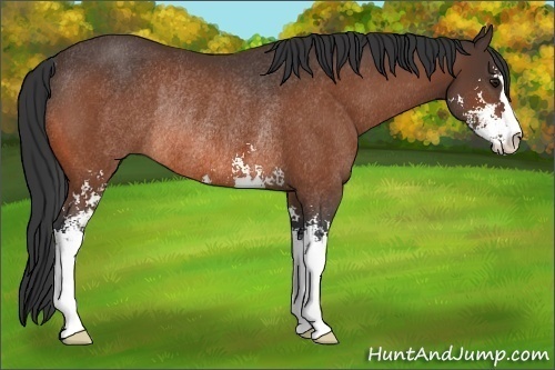 Horse Color:Bay Sabino Rabicano