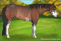 Horse Color:Bay Sabino Rabicano