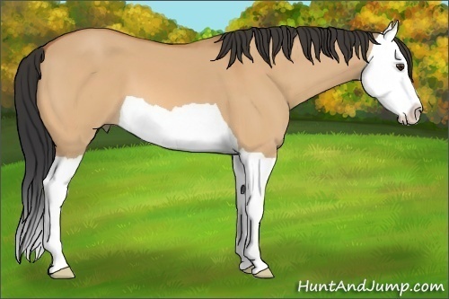 Horse Color:Bay Dun Splash 