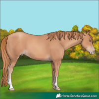 Horse Color:Gold Champagne