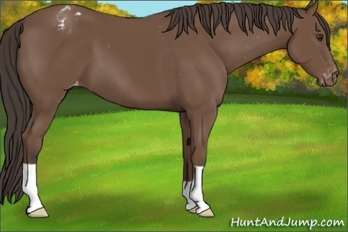 Horse Color:Bay Appaloosa