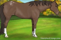 Horse Color:Bay Appaloosa 