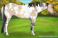 Horse Color:White Spotted Bay Roan Dun