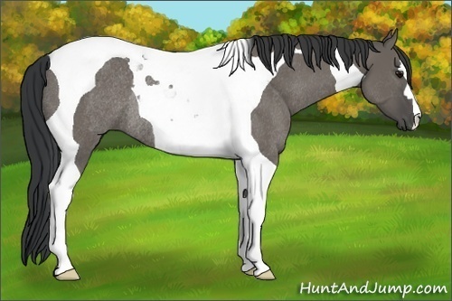 Horse Color:Grullo Tobiano Rabicano 