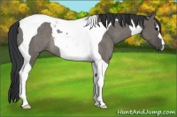Horse Color:Grullo Tobiano Rabicano