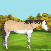 Horse Color:Buckskin Dun Splash