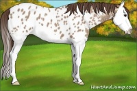Horse Color:Classic Champagne Splash Appaloosa 