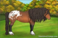 Horse Color:Bay Appaloosa 