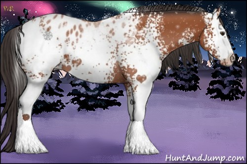 Horse Color:White Spotted Bay Appaloosa 