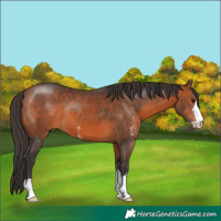 Horse Color:Bay Sabino 