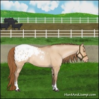 Horse Color:Brown Pearl Dun Sabino Appaloosa 