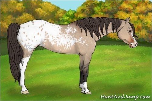Horse Color:Brown Dun Sabino Appaloosa