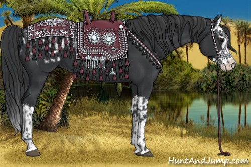 Horse Color:Black Sabino Splash Appaloosa and Black Sabino Splash