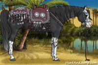 Horse Color:Black Sabino Splash Appaloosa and Black Sabino Splash