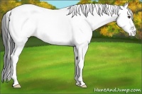 Horse Color:White Spotted Black Tobiano