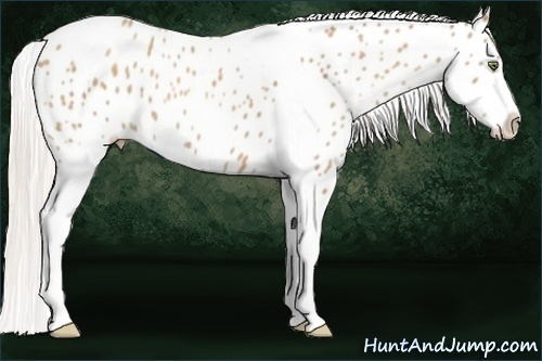 Horse Color:Silver Classic Champagne Tobiano Appaloosa 