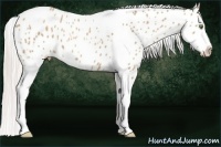 Horse Color:Silver Classic Champagne Tobiano Appaloosa