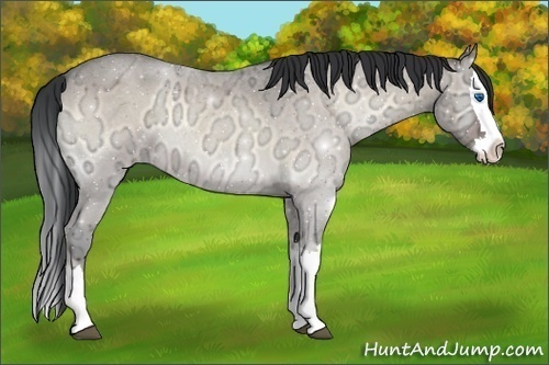 Horse Color:Brown Ice Roan Onyx Splash