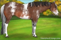 Horse Color:White Spotted Bay Tobiano 