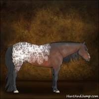 Horse Color:Bay Ice 