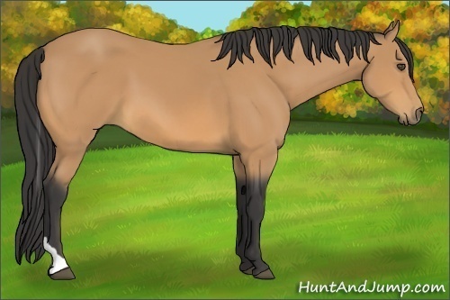 Horse Color:Buckskin Tobiano 