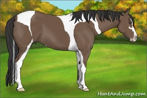 Horse Color:Buckskin Sabino Tobiano 