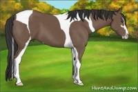 Horse Color:Buckskin Sabino Tobiano 
