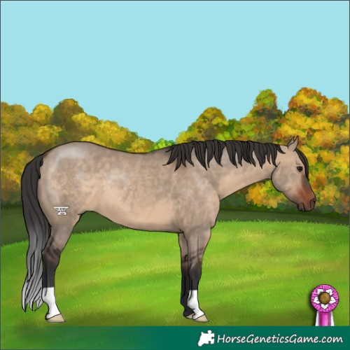 Horse Color:Brown Dun 
