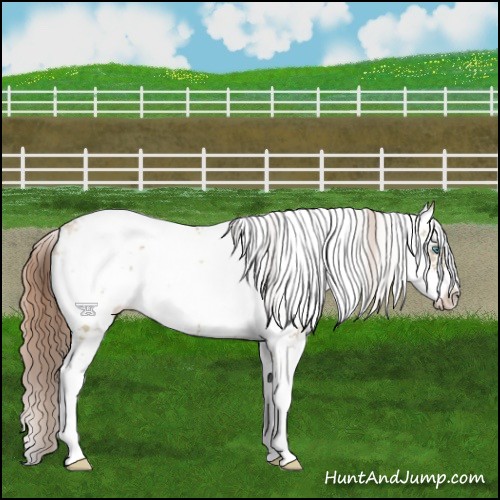 Horse Color:Smoky Grullo Pearl Sabino Rabicano 