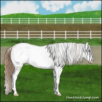 Horse Color:Smoky Grullo Pearl Sabino Rabicano