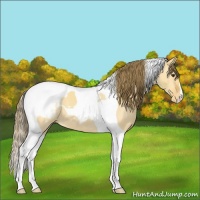 Horse Color:Buckskin Dun Tobiano Appaloosa 