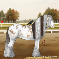 Horse Color:White Spotted Bay Dun Splash Appaloosa 