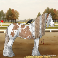 Horse Color:White Spotted Chestnut Splash Rabicano 