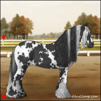 Horse Color:White Spotted Black 
