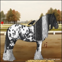 Horse Color:White Spotted Black Appaloosa