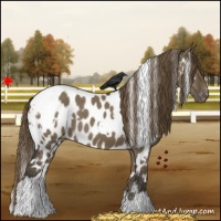 Horse Color:White Spotted Smoky Grullo Appaloosa