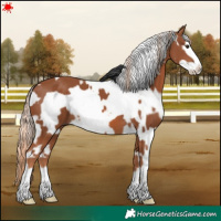 Horse Color:White Spotted Chestnut Frame