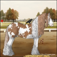 Horse Color:White Spotted Chestnut Splash 