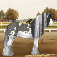 Horse Color:White Spotted Grullo Splash 