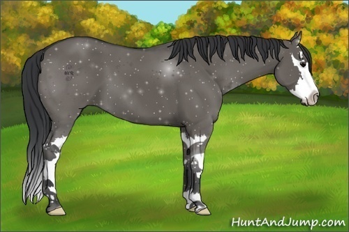 Horse Color:Grullo Sabino Splash
