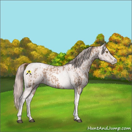 Horse Color:Liver Chestnut Pearl Tobiano Rabicano  and Platinum Gold Champagne Pearl Rabicano 