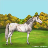 Horse Color:Liver Chestnut Pearl Tobiano Rabicano  and Platinum Gold Champagne Pearl Rabicano 