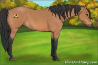 Horse Color:Bay Roan