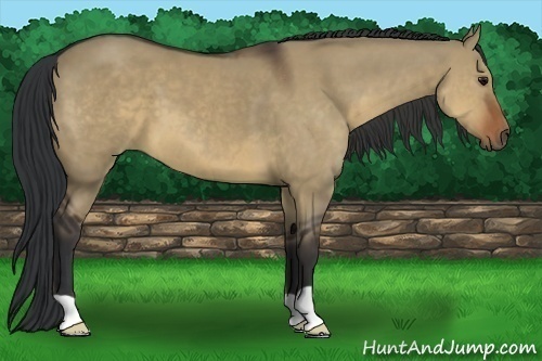 Horse Color:Brown Dun 