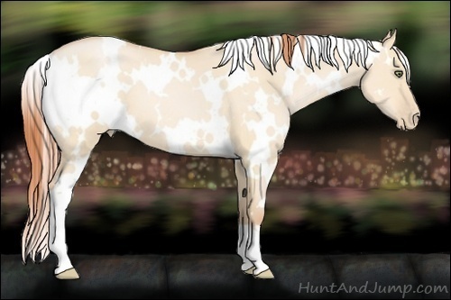 Horse Color:White Spotted Buckskin Pearl Dun 