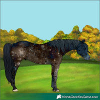 Horse Color:ERROR: UNKNOWN ANOMALY