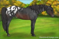 Horse Color:Brown Appaloosa 